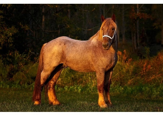 TF Red Chief Fresh Cooled Semen Breeding